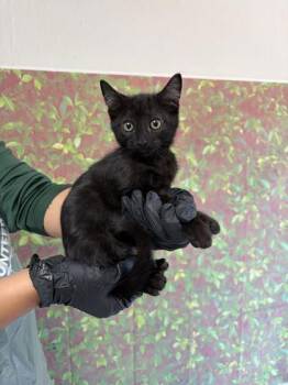 Alex -  Domestic Short Hair Cat for Adoption in San Antonio, Texas - Alex | PetCurious