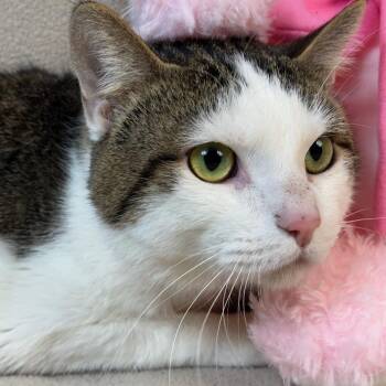 Rescue Tabby and Domestic Short Hair Cats for Adoption in Bloomington, Minnesota - Sampson | PetCurious