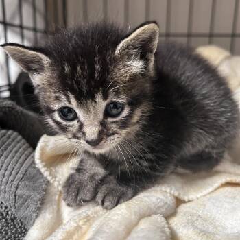 Cheeta (C000-150) - Costa Mesa Location -  Domestic Short Hair Cat for Adoption in Chino Hills, California - Cheeta (C000-150) - Costa Mesa Location | PetCurious