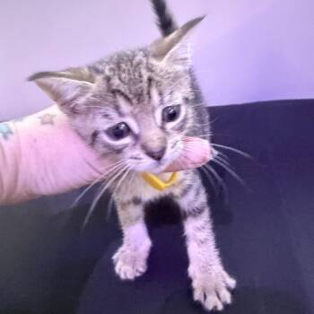 Domestic Short Hair Cats Available for Adoption in Jupiter, Florida - Sun | PetCurious