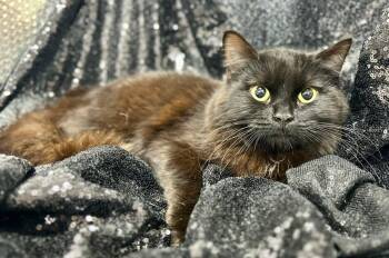 Domestic Medium Hair Cats Available for Adoption - Bertolli | PetCurious