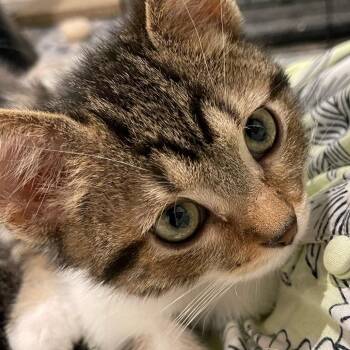 Sam Shaw -  Domestic Short Hair Cat for Adoption in Eagle Mountain, Utah - Sam Shaw | PetCurious
