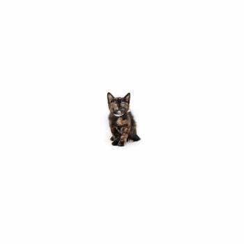 Argentortie -  Domestic Short Hair Cat for Adoption in Los Angeles, California - Argentortie | PetCurious