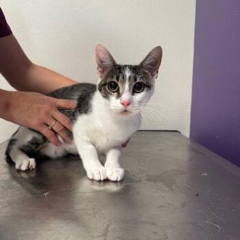 Mary Jane -  Domestic Short Hair Cat for Adoption in Englewood, Florida - Mary Jane | PetCurious