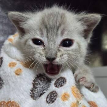 Samantha McGuire -  Domestic Short Hair Cat for Adoption in Eagle Mountain, Utah - Samantha McGuire | PetCurious