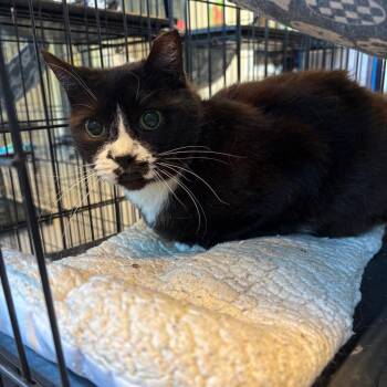 Starla -  Domestic Short Hair Cat for Adoption in Huntington, West Virginia - Starla | PetCurious