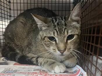 HONDO -  Domestic Short Hair Cat for Adoption in Houston, Texas - HONDO | PetCurious