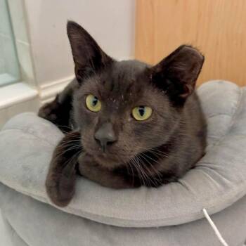 Sebastian -  Domestic Short Hair Cat for Adoption in Boston, Massachusetts - Sebastian | PetCurious