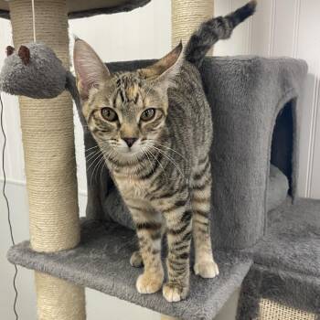 Itty Bitty -  Domestic Short Hair Cat for Adoption in Prescott, Arizona - Itty Bitty | PetCurious