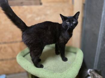 Magic -  Domestic Short Hair Cat for Adoption in Richmond, Virginia - Magic | PetCurious