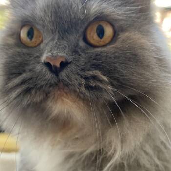 Rescue Domestic Long Hair and Persian Cats for Adoption in North East, Maryland - 