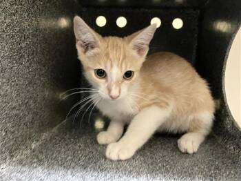MR. SQUIDWARD -  Domestic Short Hair Cat for Adoption in Tustin, California - MR. SQUIDWARD | PetCurious