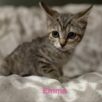 Emma -  Domestic Short Hair Cat for Adoption in Lancaster, Ohio - Emma | PetCurious