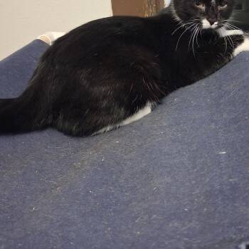 Bluey -  Domestic Short Hair Cat for Adoption in Iowa Falls, Iowa - Bluey | PetCurious