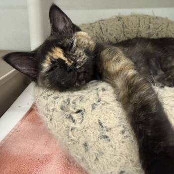 Strudel -  Domestic Short Hair Cat for Adoption in Colorado Springs, Colorado - Strudel | PetCurious