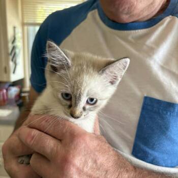Clipsie -  Domestic Short Hair Cat for Adoption in Abbotsford, British Columbia - Clipsie | PetCurious