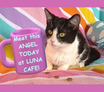 Domestic Short Hair Cats Available for Adoption in Syracuse, New York - Angel | PetCurious