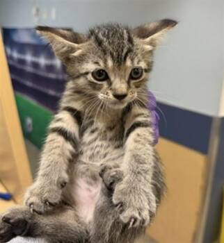 PABLO -  Domestic Short Hair Cat Available for Adoption in Doral, Florida - PABLO | PetCurious
