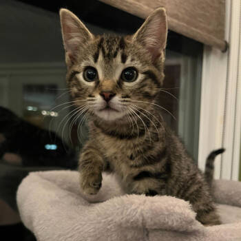 Rescue Domestic Short Hair Cats for Adoption in Evansville, Indiana - Clancy | PetCurious