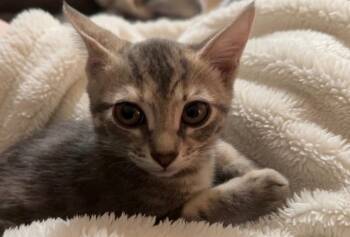 Lilo -  Domestic Short Hair Cat for Adoption in Fort Myers, Florida - Lilo | PetCurious