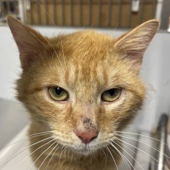 Mijo -  Domestic Short Hair Cat for Adoption in New York, New York - Mijo | PetCurious