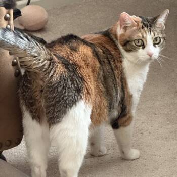 Rescue Domestic Short Hair Cats for Adoption in Hemet, California - Pebbles | PetCurious