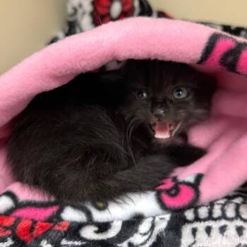 Domestic Long Hair Cats Available for Adoption in Port Richey, Florida - Igloo | PetCurious