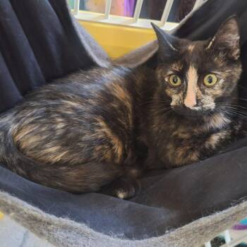 Snickers -  Domestic Short Hair Cat for Adoption in Bellmawr, New Jersey - Snickers | PetCurious