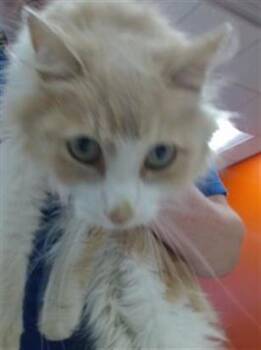 Rescue Domestic Medium Hair Cats for Adoption in Louisville, Kentucky - KIRBY | PetCurious