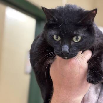 Domestic Short Hair Cats Available for Adoption in Lucedale, Mississippi - XENA | PetCurious