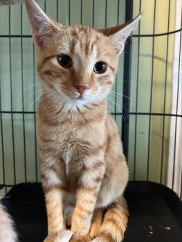 Rescue Domestic Short Hair Cats for Adoption in Lemoyne, Pennsylvania - Skeletor | PetCurious