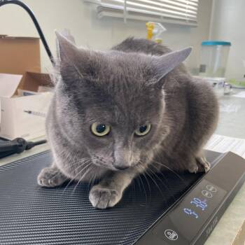 Domestic Short Hair Cats Available for Adoption in Baltimore, Maryland - Rox | PetCurious