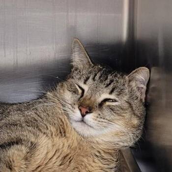 Domestic Short Hair Cats Available for Adoption in Largo, Florida - Franklin | PetCurious