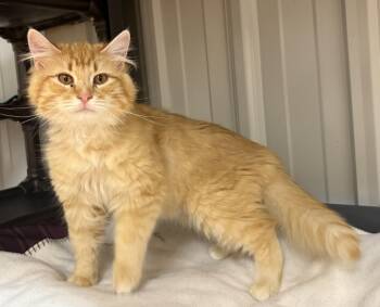 Rescue Domestic Medium Hair Cats for Adoption in Mauston, Wisconsin - Skylar | PetCurious