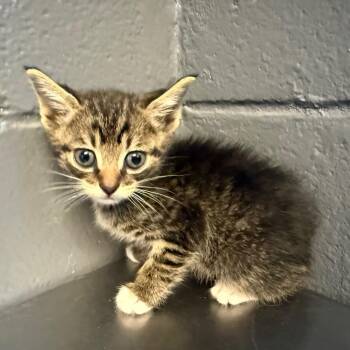 lilo -  Domestic Short Hair Cat for Adoption in Tuscaloosa, Alabama - Lilo | PetCurious