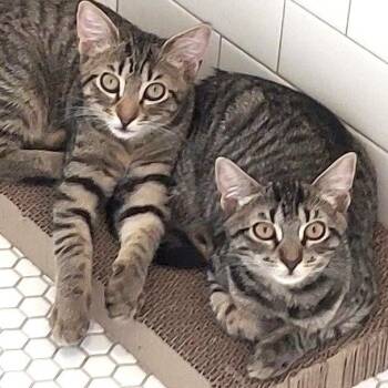 Jake & Lexi -  Domestic Short Hair Cat for Adoption in New York, New York - Jake & Lexi | PetCurious
