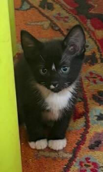 Domestic Short Hair Cats Available for Adoption in Seattle, Washington - Enterprise | PetCurious