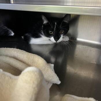 Domestic Short Hair Cats Available for Adoption - Carter | PetCurious