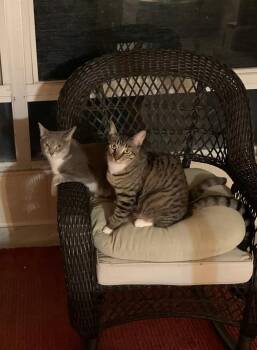 Rescue Domestic Short Hair Cats for Adoption in Boca Raton, Florida - Rachel & Monica BONDED | PetCurious