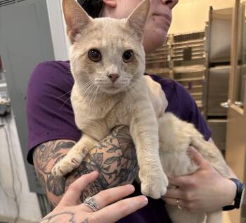 Sprout -  Domestic Short Hair Cat for Adoption in Saint Charles, Missouri - Sprout | PetCurious