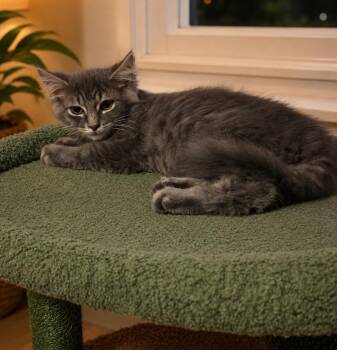 Q -  Domestic Medium Hair Cat for Adoption - Q | PetCurious