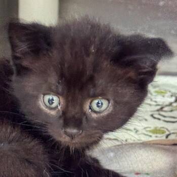 Shrimp -  Domestic Short Hair Cat for Adoption in Kennebunk, Maine - Shrimp | PetCurious