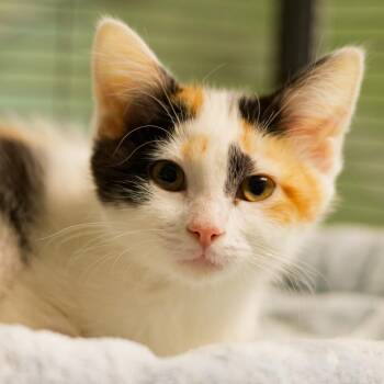 Black-Eyed Susan -  Domestic Short Hair Cat for Adoption in Hot Springs, Arkansas - Black-Eyed Susan | PetCurious