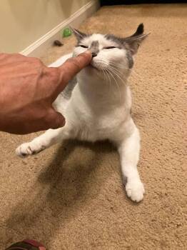 Titi -  Domestic Short Hair Cat for Adoption in Milton, Delaware - Titi | PetCurious