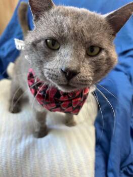 Mr. Electric Blue -  Domestic Short Hair and Russian Blue Cat Available for Adoption in Greensboro, North Carolina - Mr. Electric Blue | PetCurious