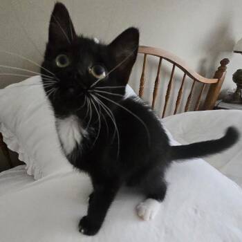Harvey -  Domestic Short Hair Cat for Adoption in Richmond, Virginia - Harvey | PetCurious