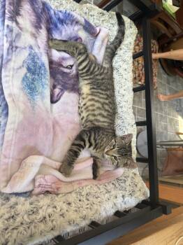 Ice Cream (Ljsje) -  Domestic Short Hair Cat for Adoption in Greenwich Township, New Jersey - Ice Cream (Ljsje) | PetCurious