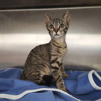 Hazel -  Domestic Short Hair Cat for Adoption in Fort Wayne, Indiana - Hazel | PetCurious