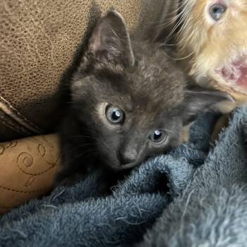 Domestic Short Hair Cats Available for Adoption in Independence, Kansas - Mochi | PetCurious