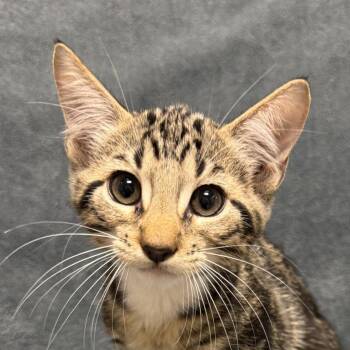 Zilla -  Domestic Short Hair Cat for Adoption in Brenham, Texas - Zilla | PetCurious